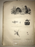 1906 Кормовые Растения редкая книга для Арендаторов, фото №6