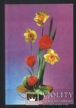 Нарциссы и тюльпаны. Фото Якименка, фото №2