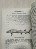 Сабанеев "Жизнь и ловля пресноводных рыб 2" 1992р., фото №8