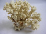 Кораллы, фото №2