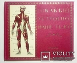 1912  Как устроено наше тело. Анатомия для всех, фото №2