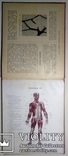 1912  Как устроено наше тело. Анатомия для всех, фото №9