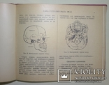 1912  Как устроено наше тело. Анатомия для всех, фото №10