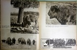 1960  Зоопарк в иллюстрациях. Аскания-Нова, фото №8