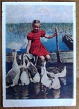 Стара листівка "Маленька господиня"(чиста) 1956 р, фото №2