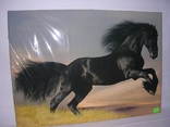 Черный конь, фото №2