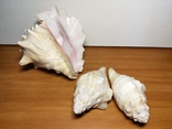 Стромбус и другие океанские раковины, фото №3