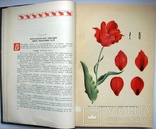 1962  Тюльпаны. Морфология, цитология и биология  2000 экз., фото №5