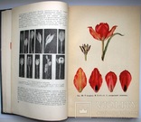 1962  Тюльпаны. Морфология, цитология и биология  2000 экз., фото №6