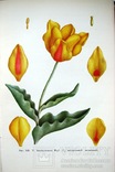 1962  Тюльпаны. Морфология, цитология и биология  2000 экз., фото №9