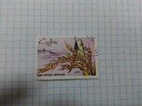 Пшеница Куба, фото №2