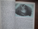 Орлов "Острова затеряные во льдах" 1979р., фото №7