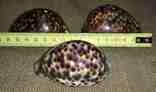 Раковина Ципрея Мавританская(каури) 8 см. 3 шт, фото №5