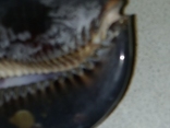 Раковина Ципрея Мавританская(каури) 8 см. 3 шт, фото №10