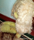Собака жёлтая лахматая, фото №3