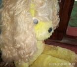 Собака жёлтая лахматая, фото №4