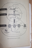 Тайнопись жизни .Азерников 1966 год  Все о ДНК, фото №6