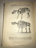 1906 Динозавры Древние Животные Палеонтология, фото №4