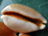 Морская раковина Ципрея золотая aurantium 91 мм, фото №7