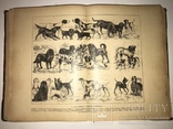 1902 Жизнь Животных 1-том из двух, фото №2