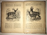1902 Жизнь Животных 1-том из двух, фото №3