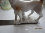 Собака терьер фарфор клеймо 12 x 11 cm Germany, фото №9