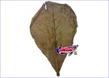 Ketapang-листья индийского миндаля., фото №4