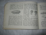 Книга 1951, фото №4