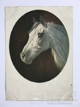 Открытка Картина Белая лошадь. 1933 год., фото №2