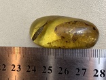 Полированный камень янтаря (4), фото №5