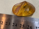 Полированный камень янтаря (10), фото №3