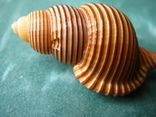 Морская ракушка раковина Циматиум сукцинкта, фото №5