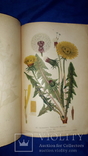 1917 Сбор и сушка лекарственных растений в России, фото №2