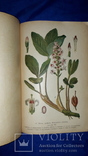 1917 Сбор и сушка лекарственных растений в России, фото №9