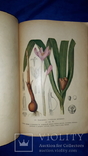 1917 Сбор и сушка лекарственных растений в России, фото №10