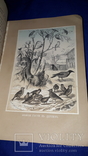 1866 Жизнь птиц с 27 цветными иллюстрациями, фото №6