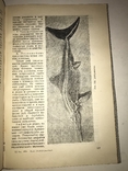1934 Книга Коллекционера Окаменелостей Палеофаунистика Динозавры, фото №6