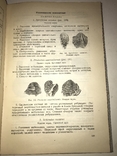 1934 Книга Коллекционера Окаменелостей Палеофаунистика Динозавры, фото №7