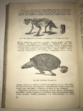 1934 Книга Коллекционера Окаменелостей Палеофаунистика Динозавры, фото №10