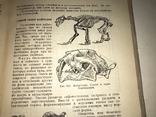 1934 Книга Коллекционера Окаменелостей Палеофаунистика Динозавры, фото №11