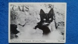 Открытки CATS - (кошка) 18 шт. 1 лотом, фото №2