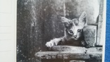 Открытки CATS - (кошка) 18 шт. 1 лотом, фото №4