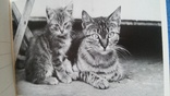 Открытки CATS - (кошка) 18 шт. 1 лотом, фото №8