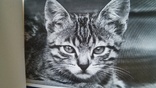 Открытки CATS - (кошка) 18 шт. 1 лотом, фото №10