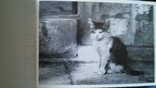 Открытки CATS - (кошка) 18 шт. 1 лотом, фото №11