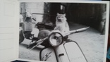 Открытки CATS - (кошка) 18 шт. 1 лотом, фото №12