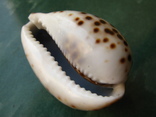 Морская ракушка раковина Ципрея тигрис, фото №3