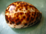 Морская ракушка раковина Ципрея тигрис, фото №4