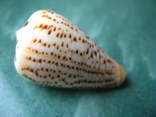 Морская ракушка Конус суматренсис, фото №2