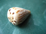Морская ракушка Конус суматренсис, фото №3